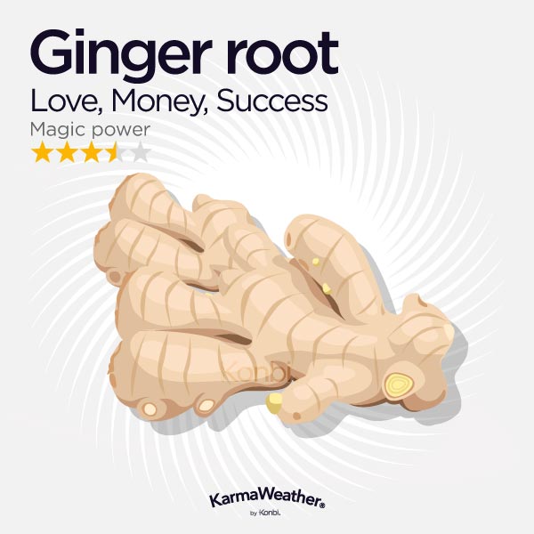 Ginger root illustration