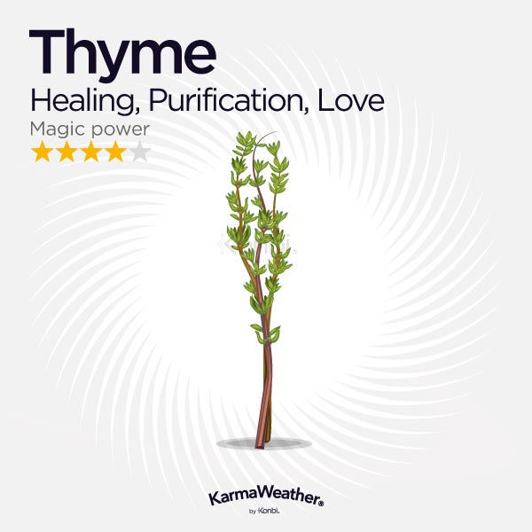 Thyme illustration