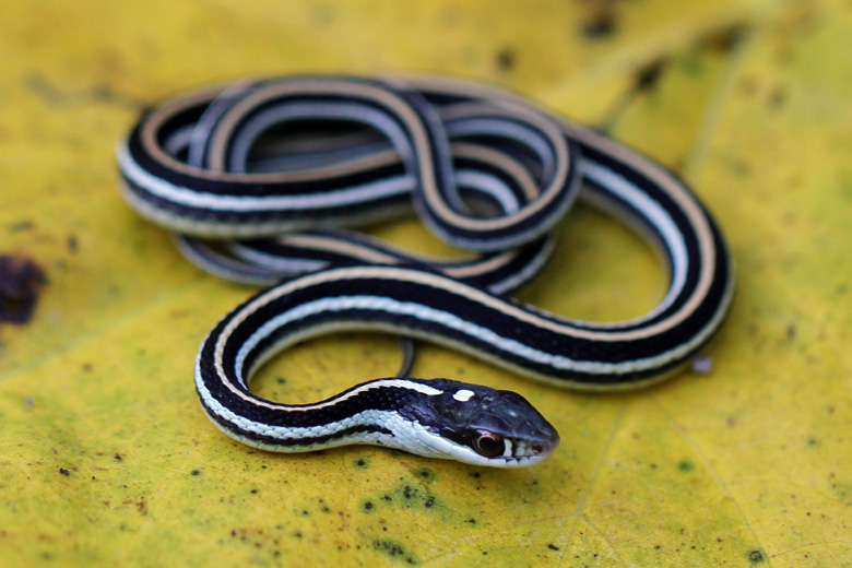 Thamnophis sauritus sauritus