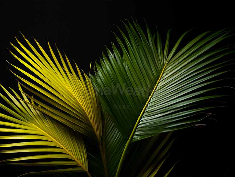 Indoor Palm Tree