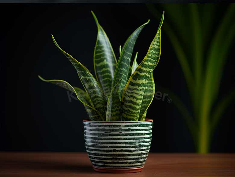 Snake Plant